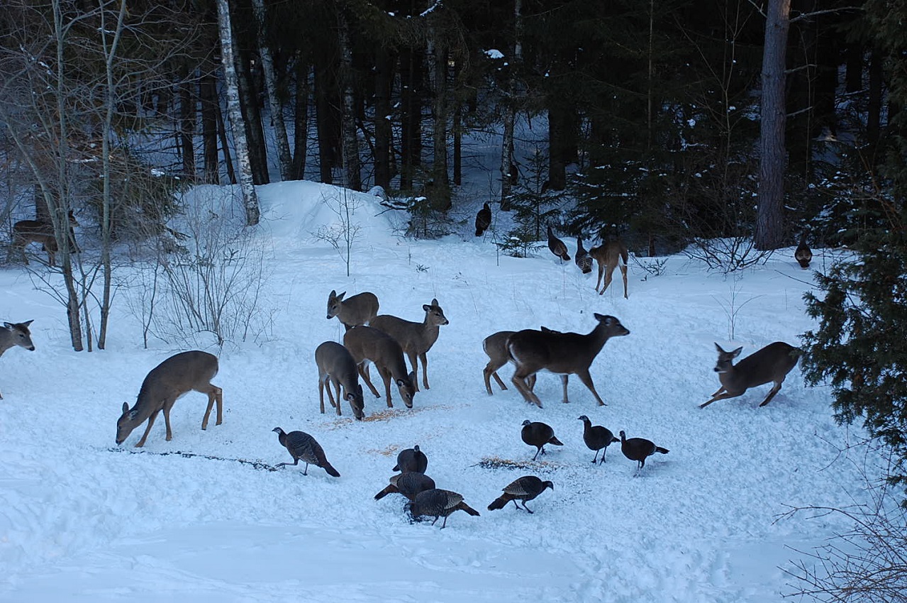 Winter wildlife feeding